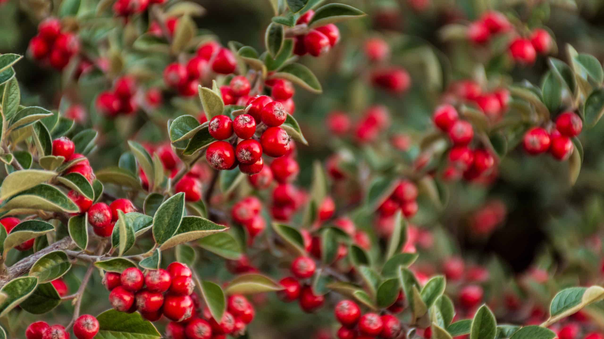 How to Attract Bluebirds to Your Yard: 10 Methods