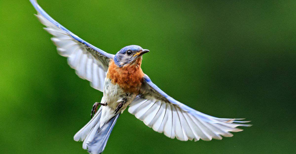 How to Attract Bluebirds to Your Yard: 10 Methods