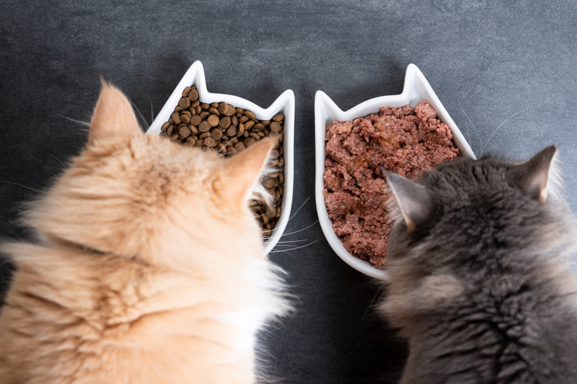 What exactly is your dog or cat eating?