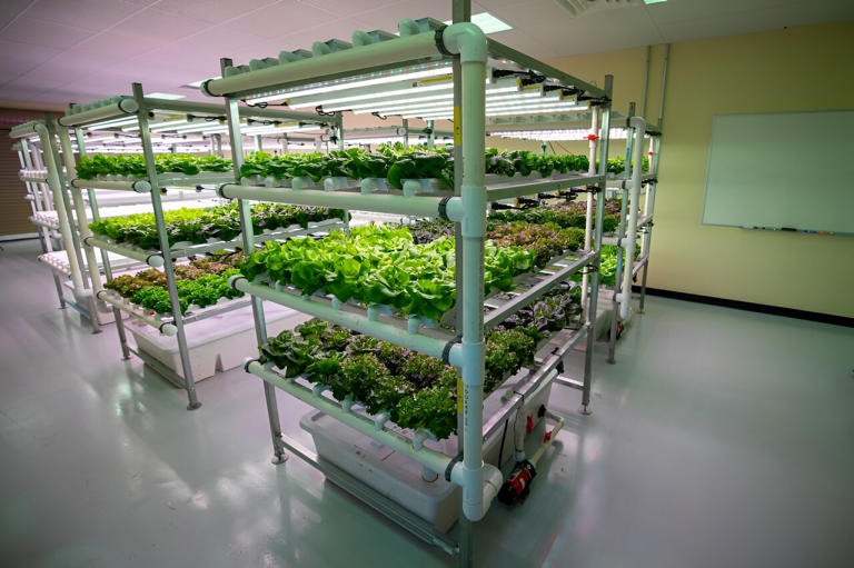 Food production using controlled environment agriculture and ...