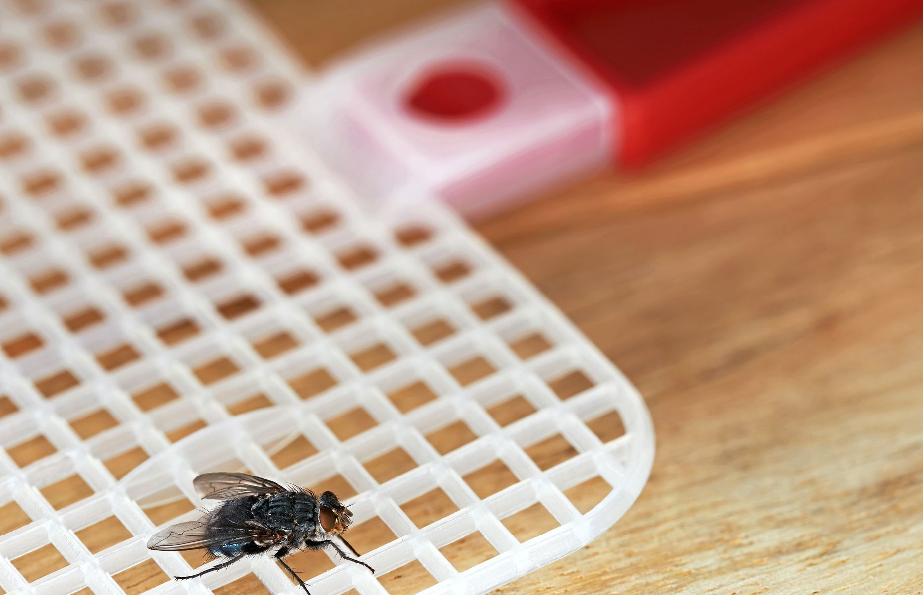 How to keep flies out of your home