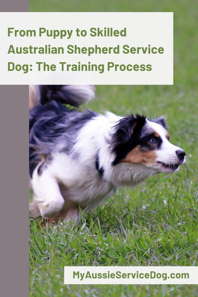 From Puppy to Skilled Australian Shepherd Service Dog: The Training Process