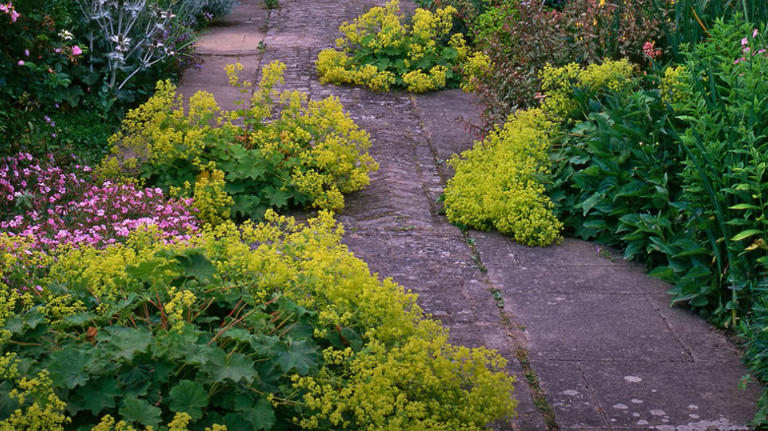 Low-maintenance Ways To Create An Eye-catching Front Lawn Without Grass