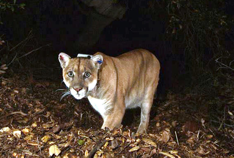 What Is California’s Mountain Lion Population?