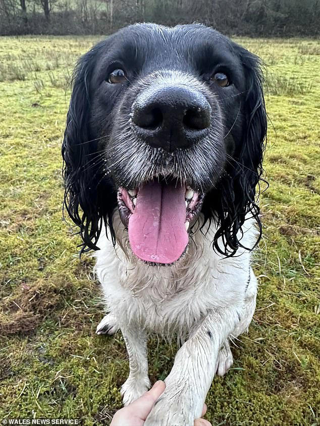 Spaniel Is Rescued From 10ft Hole In Welsh Countryside After Being 