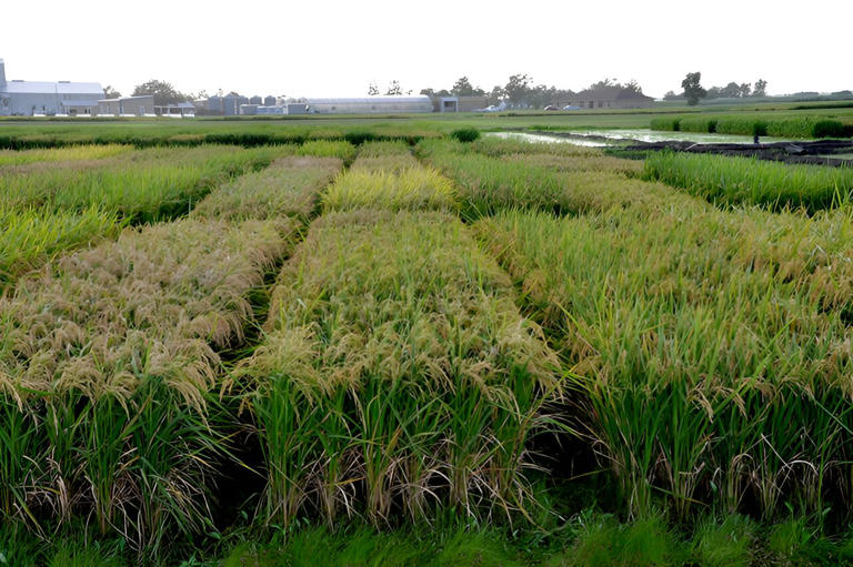 Machine learning model demonstrates effect of public breeding on rice ...