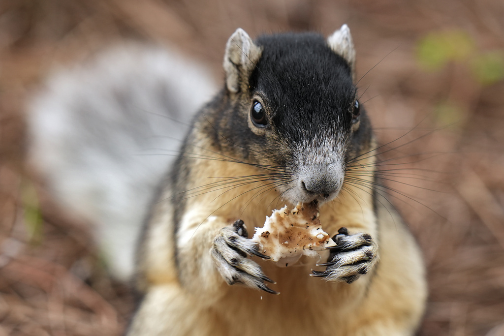 <p>A fox squirrel eats a mushroom on the 17th hole during the second round of the Valspar Championship golf tournament Friday, March 22, 2024, at Innisbrook in Palm Harbor, Fla. </p>