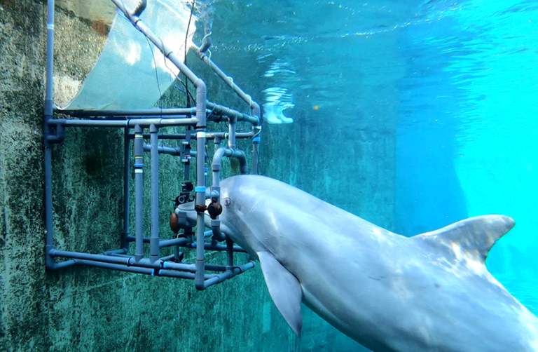  A bottlenose dolphin (Dolly) resting her jaw on a bar ready to test her sensitivity to an electric field.