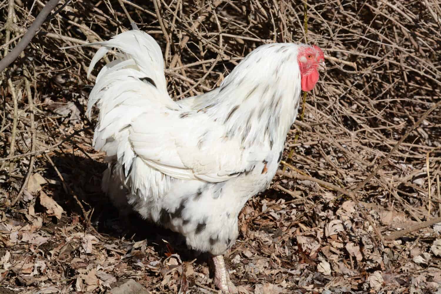 26 Chicken Breeds That Lay Brown Eggs