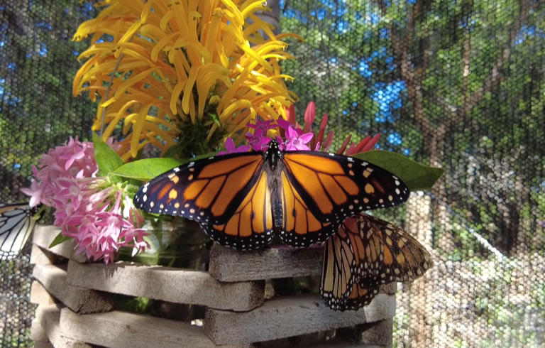 Geoff says he hopes the butterfly farm will be a space of peace and tranquility for those who call Maui home and a place of education for those that don’t.