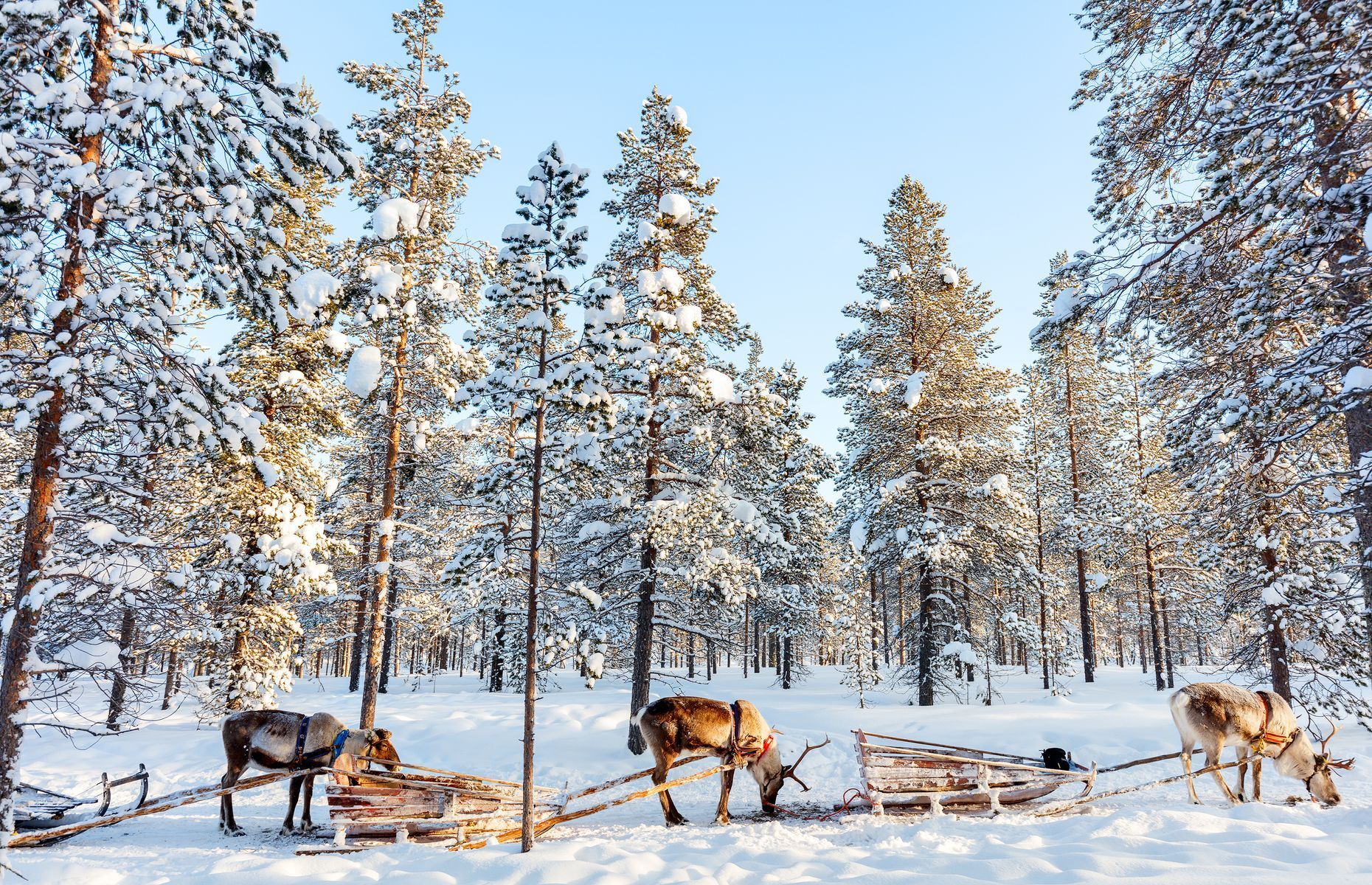 <p><a href="https://www.swedishlapland.com/" rel="noreferrer noopener">Lapland</a>, Sweden’s northernmost region, covers over a <a href="https://visitsweden.com/where-to-go/northern-sweden/swedish-lapland/" rel="noreferrer noopener">quarter of the country’s territory</a> and shares borders with Norway and Finland. Renowned for its majestic reindeer and spectacular winter scenery, Lapland is perfect for enjoying sports like skiing, hiking, and fishing.</p>