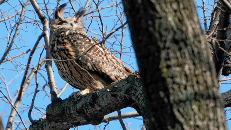 Zoo Releases Final Necropsy Results On Flaco The Owl's Death