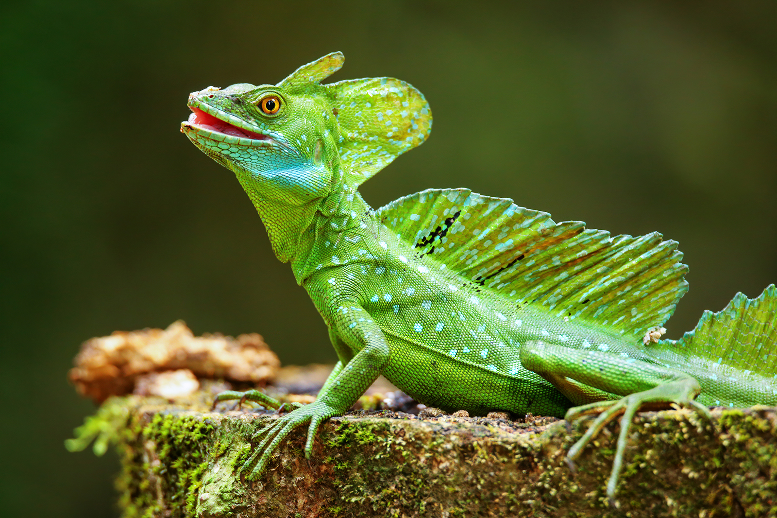 20 Lizards That Are Real-Life Dragons In Disguise