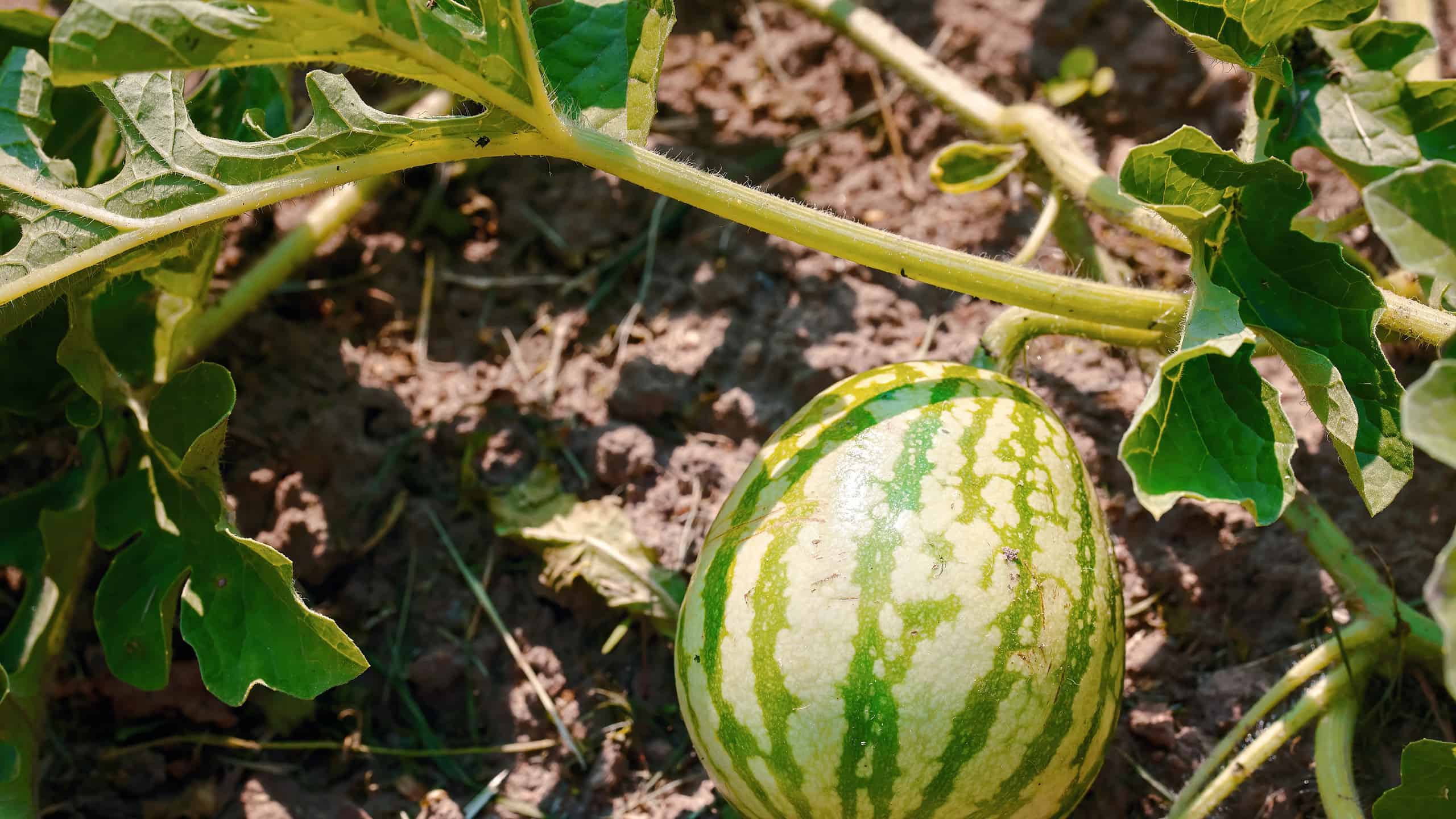 How to Grow Watermelon: Your Complete Guide