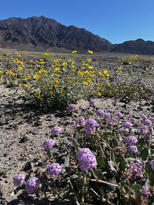 Wildflowers Have Death Valley Springing To Life