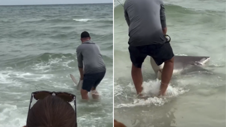 Florida Beachgoer Wrangles Shark Caught On Fishing Rod: Video