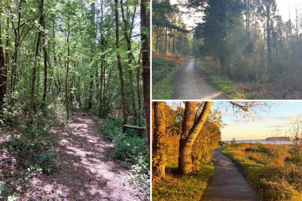 There are a few quality options for spring walks near Southampton (Image: Qi Zhang/Thomas Pendrey/Emily Lynett-Bush/All Trails)