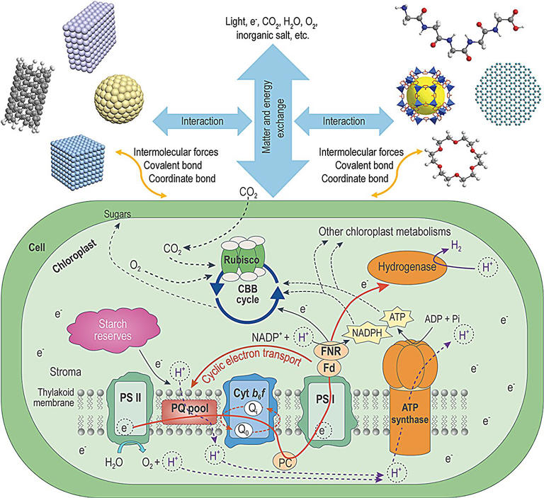 A Microalgae–material Hybrid Promotes Carbon Neutrality