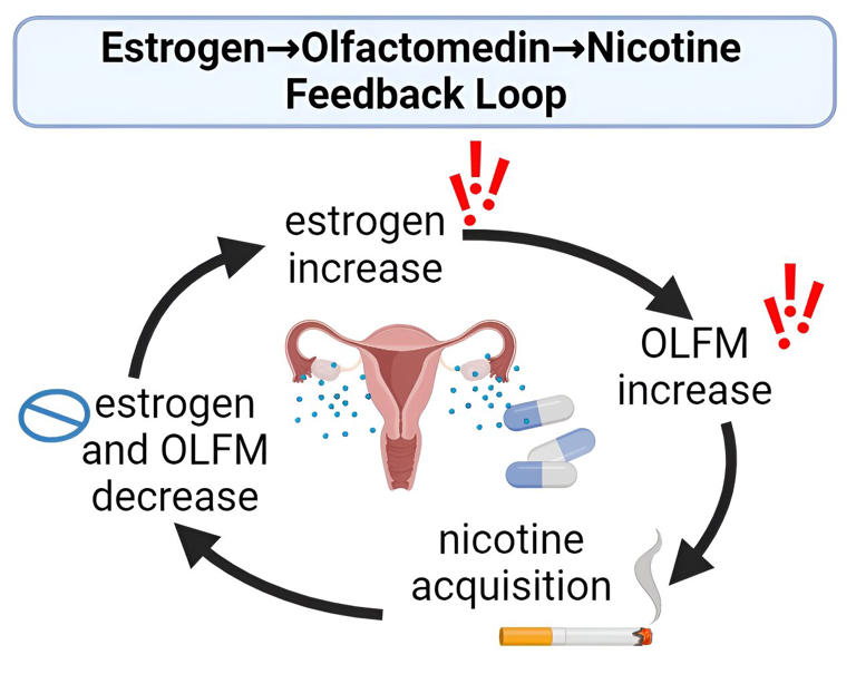 Researchers discovered that estrogen induces the expression of olfactomedins (OLFM), proteins that are suppressed by nicotine in key areas of the brain involved in reward and addiction. The research could lead to new targeted therapies that help women control nicotine consumption. Credit: Sally Pauss, University of Kentucky College of Medicine; created with BioRender.com