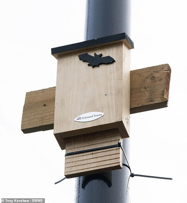 Anti-Ulez campaigners hang bat boxes on cameras to stop them from being ...