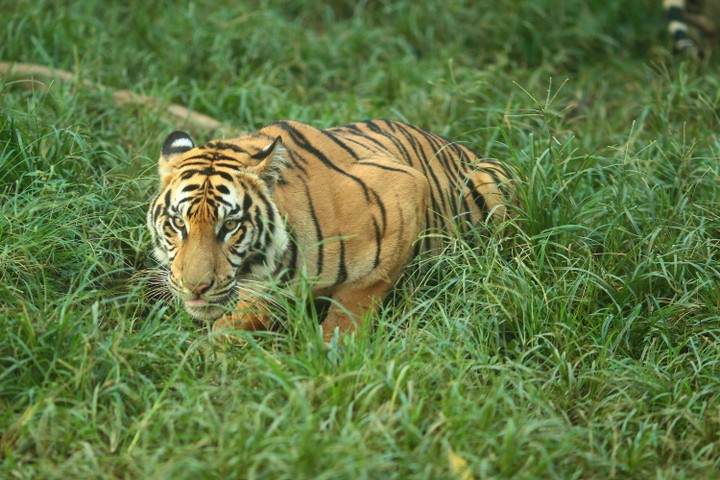 kisah warga cipendeuy papasan dengan harimau jawa di hutan pukul 02.00 wib