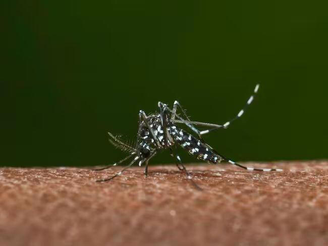 Dengue en Chile: cómo se transmite la enfermedad, cuáles son sus ...
