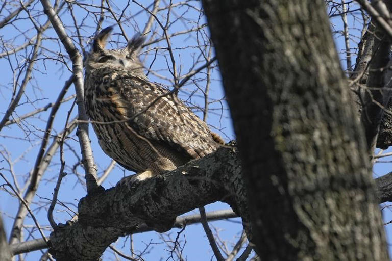 New York City owl Flaco was exposed to pigeon virus and rat poison ...