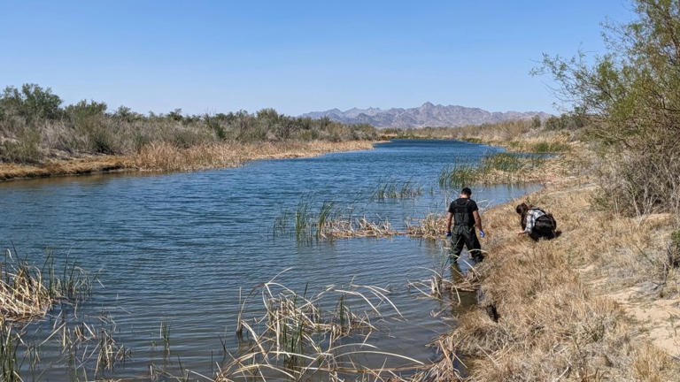 Dog-killing parasite found in portion of Colorado River, scientists warn