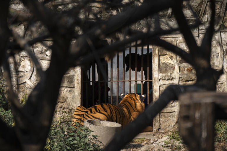 Indonesia Søker Bevis For At Den Javanesiske Tiger Ikke Er Utryddet