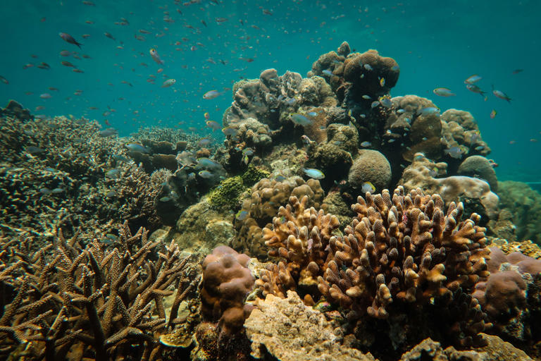 ‘Reef stars’ restored Indonesia’s blast-damaged corals in just four years