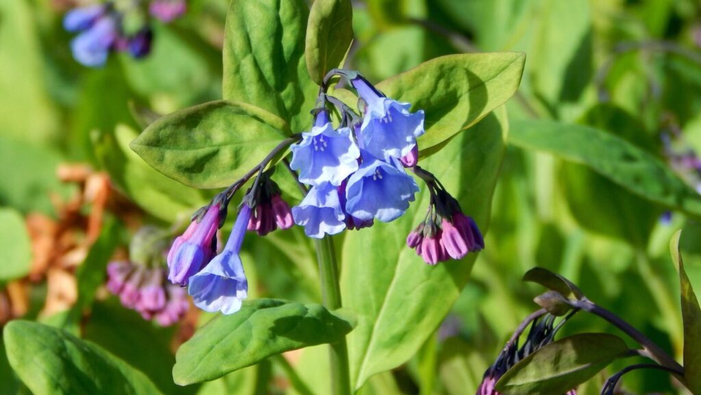 Virginia Bluebells