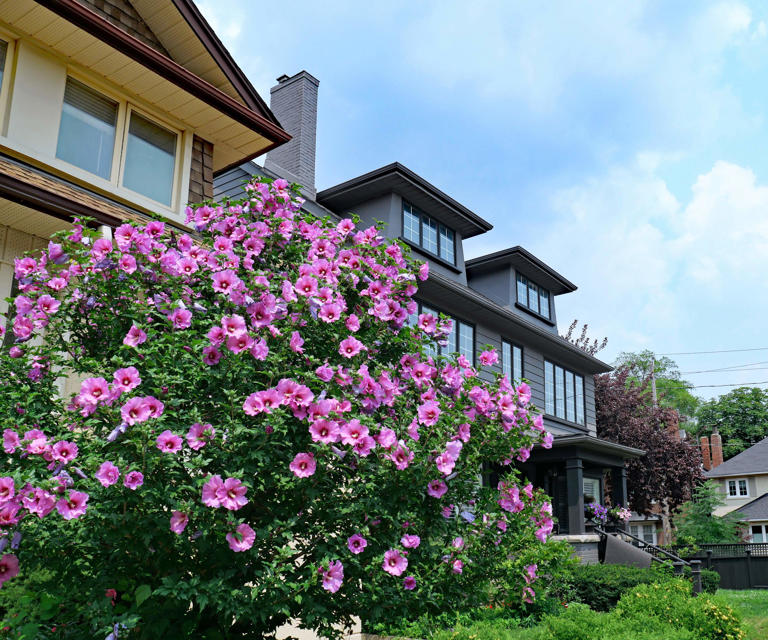 How to prune a rose of Sharon and when to trim to have a healthy and