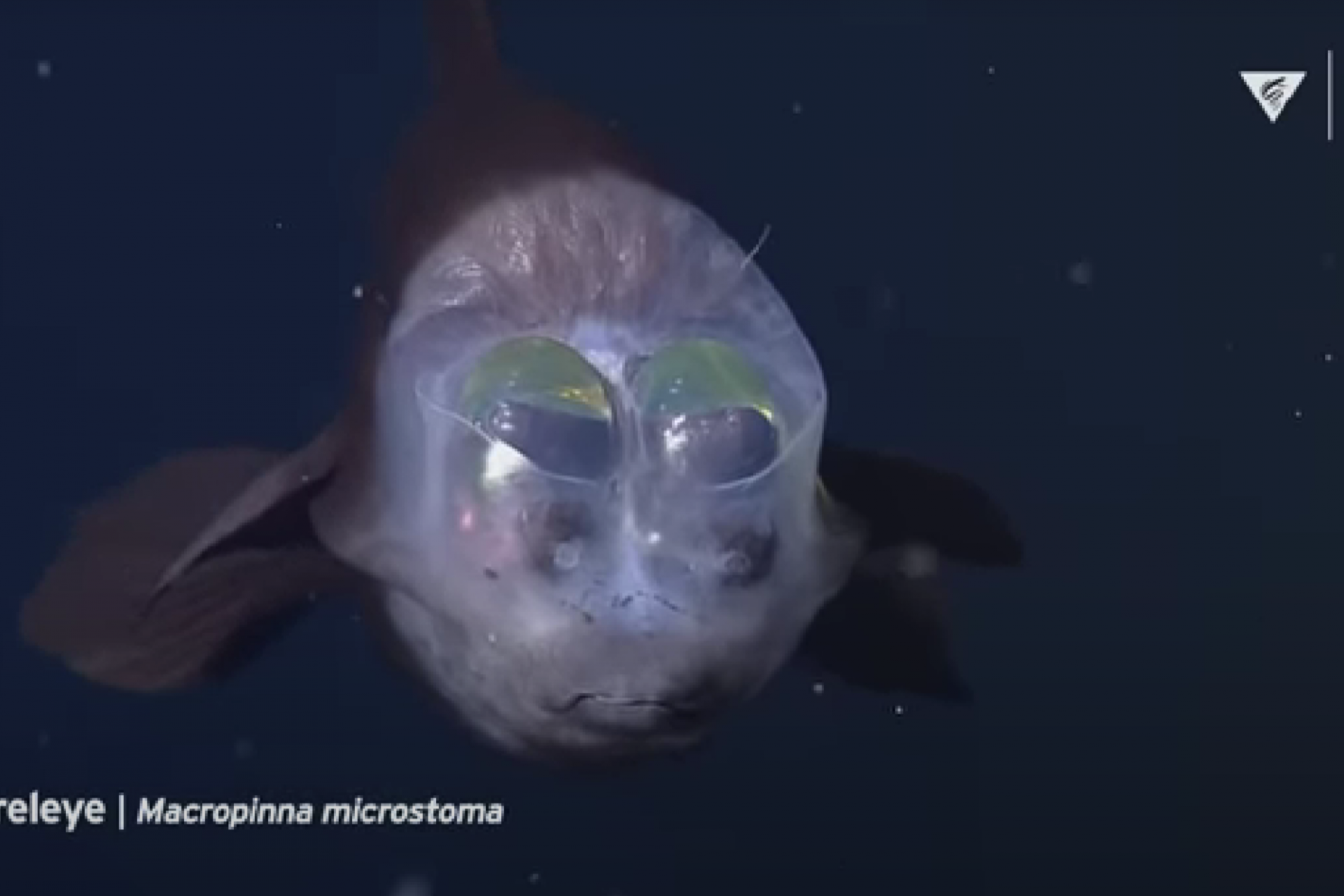 The Weirdest Deep Sea Creatures You've Ever Seen!