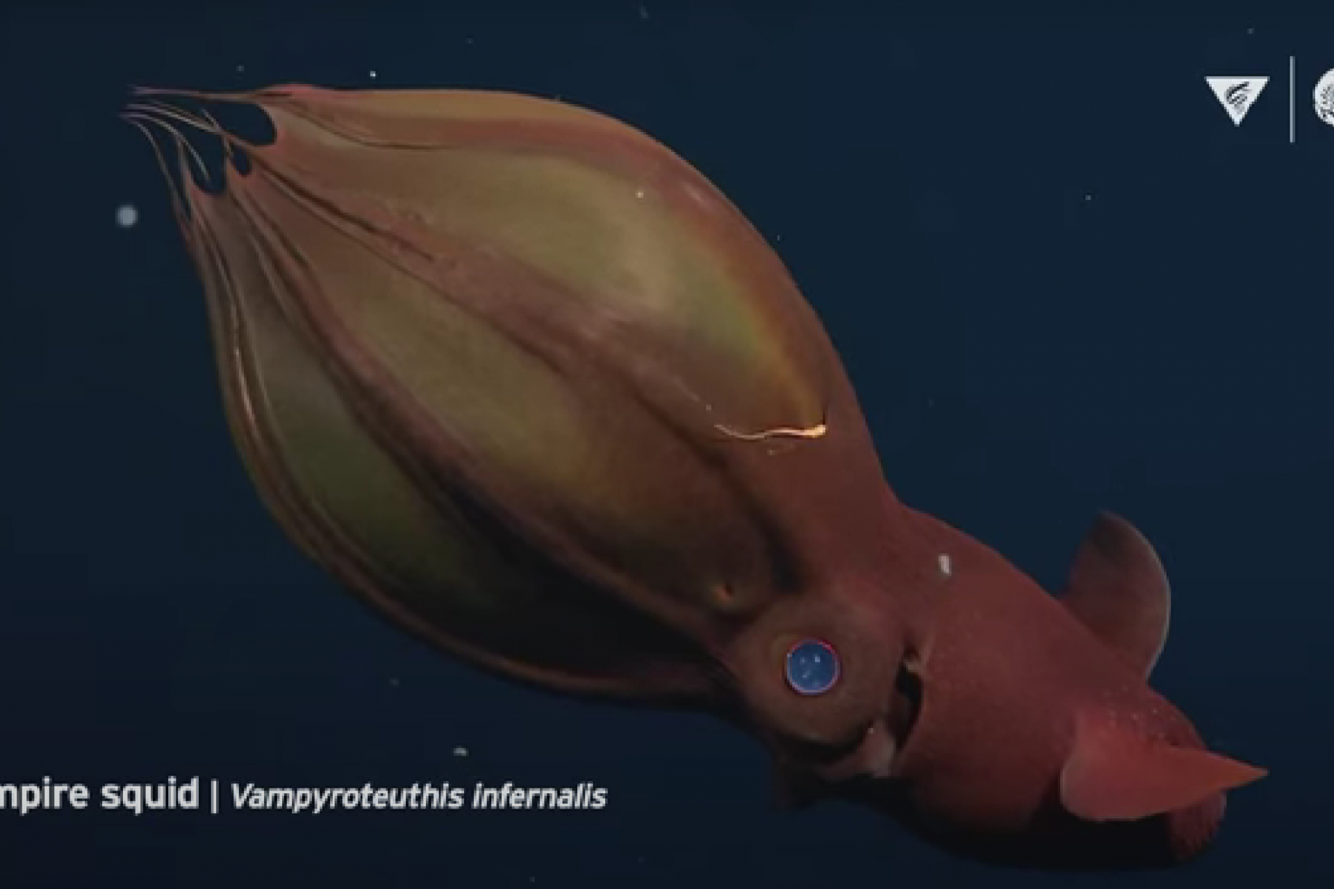 The Weirdest Deep Sea Creatures You've Ever Seen!