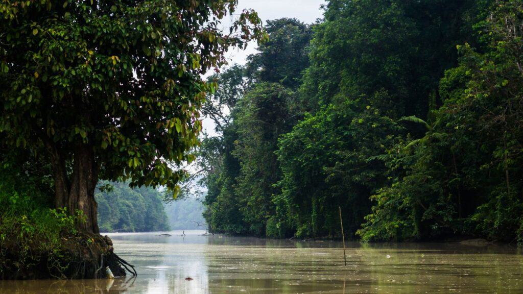 <p><span>The Kinabatangan River is one of Borneo’s major rivers and the longest in Sabah. It’s a fantastic location for river cruises and wildlife spotting. It’s a biodiversity hotspot and home to many of Borneo’s endemic residents, including the hornbill, orangutan, pygmy elephant, proboscis monkey, crocodile, and more. </span></p><p><span>Due to the Kinabatangan River's importance in terms of biodiversity, conservation efforts are ongoing to protect the animals' natural habitats. Several tour operators offer river cruises along the Kinabatangan River. </span></p><p><span>The best way to experience the Kinabatangan River is to stay in a waterfront lodge. We stayed at Sukau Rainforest Lodge, where David Attenborough stayed when he filmed in Borneo. </span><span>Stays often include wildlife treks and river cruises with a guide. The Kinabatangan River is a particular highlight for birdwatchers, as early morning boat tours allow you to see many different species.</span></p>