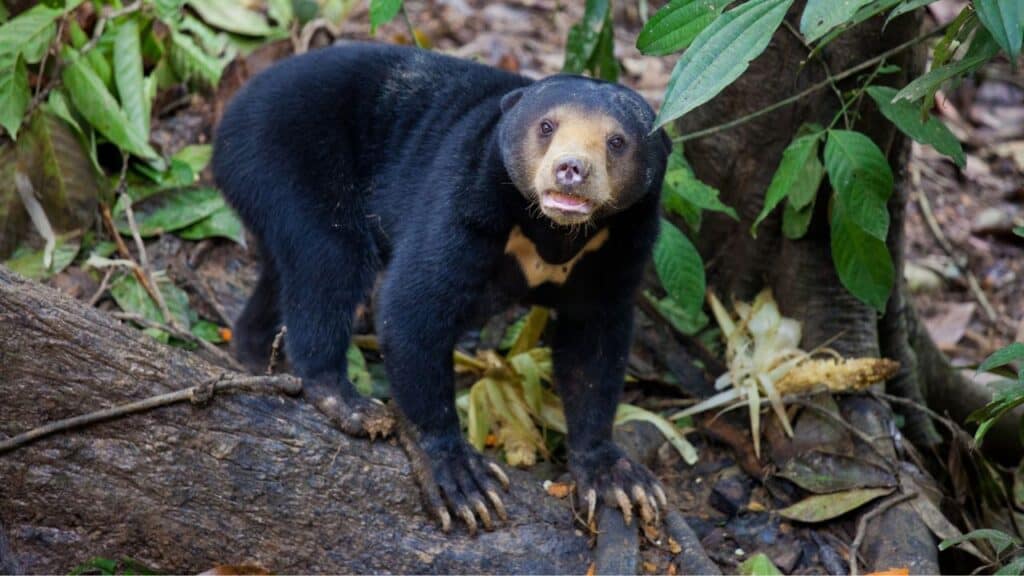 <p><span>You won’t have to go far to reach the Borneo Sun Bear Conservation Sanctuary - it’s just across the car park from the Orangutan Rehabilitation Centre.</span></p><p><span>Sun bears are the world’s smallest breed and the second most endangered. Their name comes from the golden crescent shape on their chest. Most bears here were previously kept as pets or by people who wanted to trade their body parts (particularly the gallbladder) for medicinal use. By visiting the center, you will support the center in caring for the bears and drawing attention to the practices that have harmed them.</span></p>
