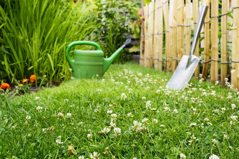 How to Plant a Clover Lawn—and Why You Should
