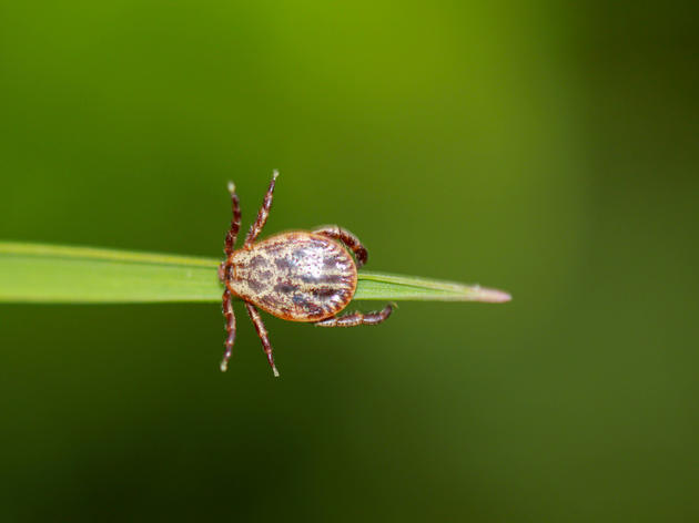 Diese Drei Pflanzen Können Zecken Im Garten Vertreiben