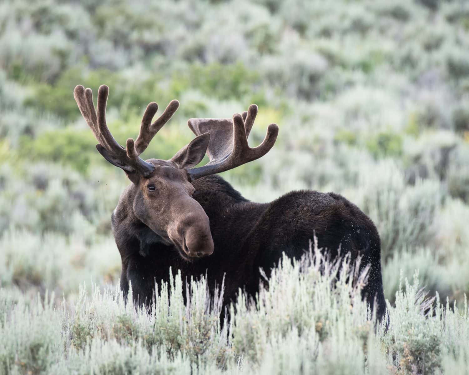 These States Have the Most Moose Roaming Free