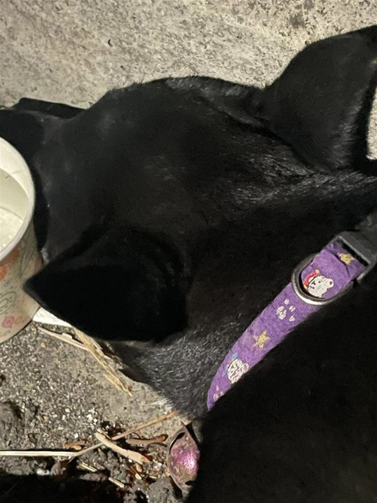 香燈腳在跟隨白沙屯媽祖的過程中，遇見急需救援的黑狗立即PO網協尋主人。（圖／翻攝自「~~我愛鹿港小鎮~~2」臉書）