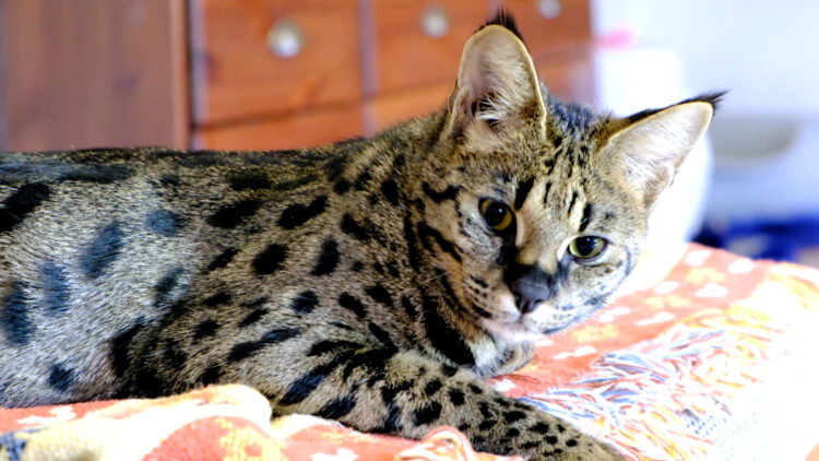 10 Biggest Cats In The World