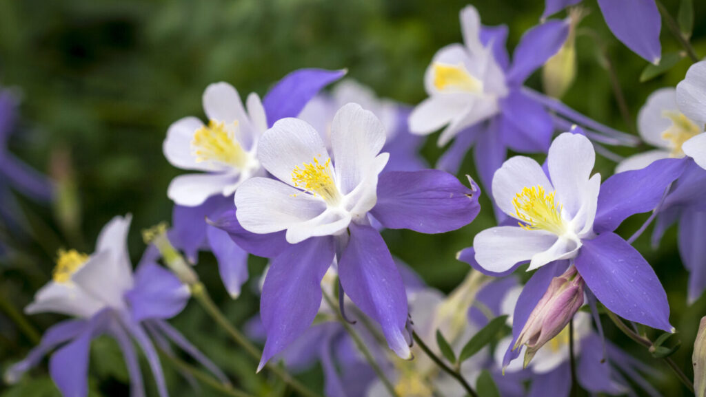 Columbine (Aquilegia Canadensis)
