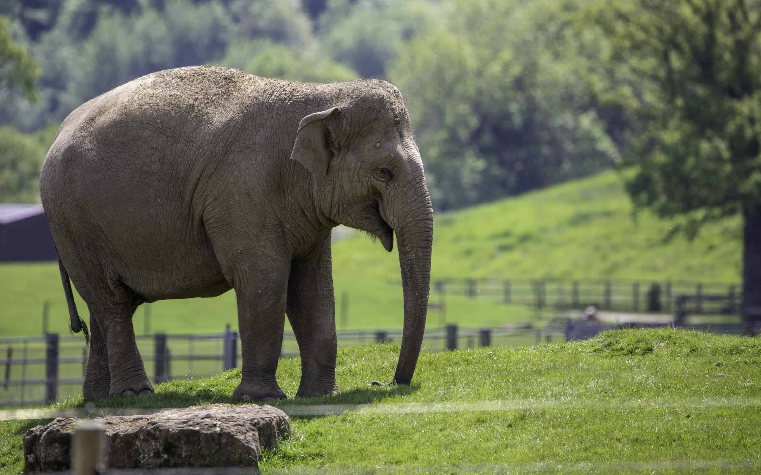 America’s 10 Largest Zoos