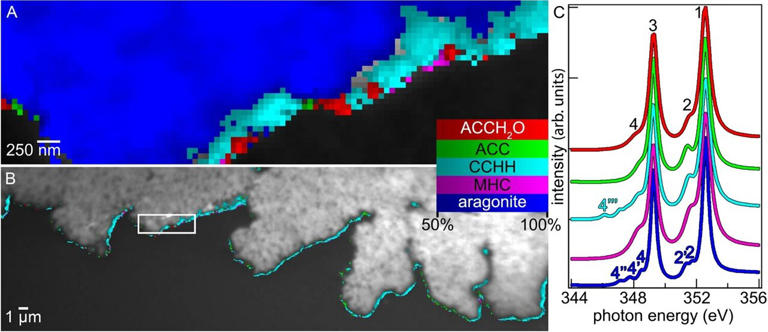 A nanoscale look at how shells and coral form reveals that ...