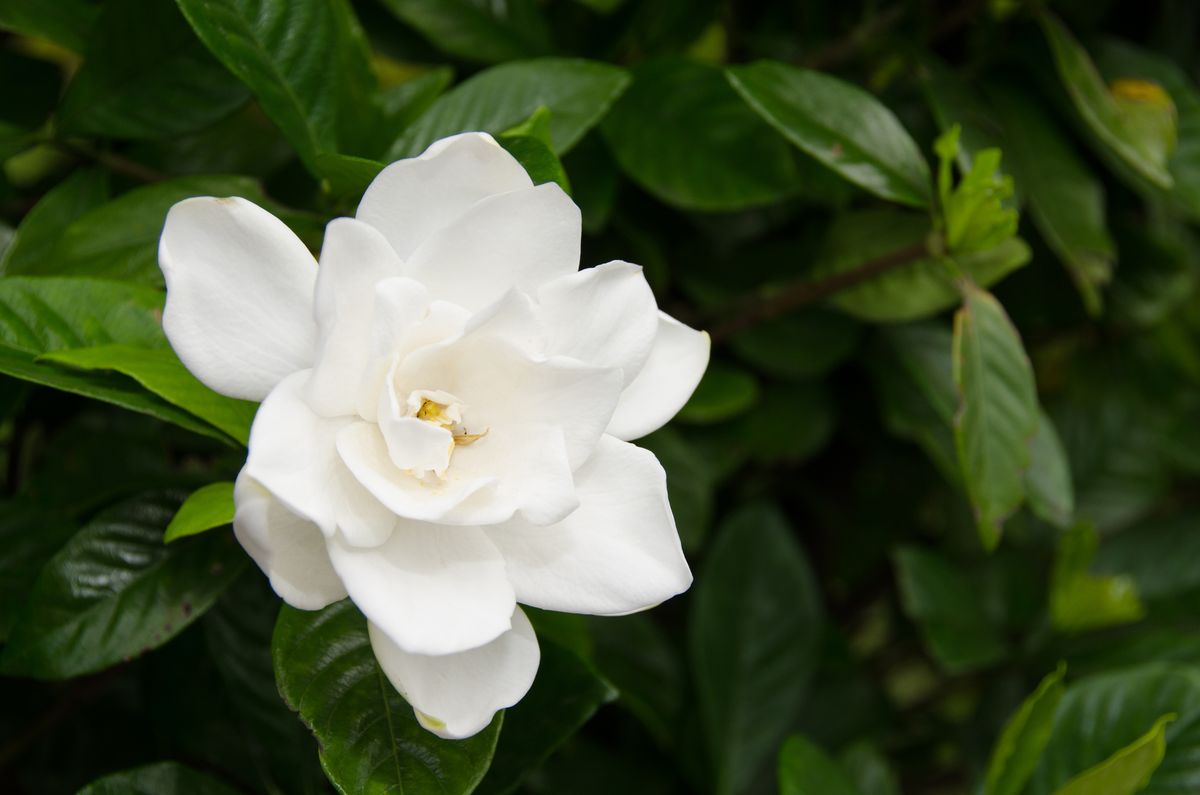 12 Fragrant Flowers That Will Make Your Garden Smell Incredible