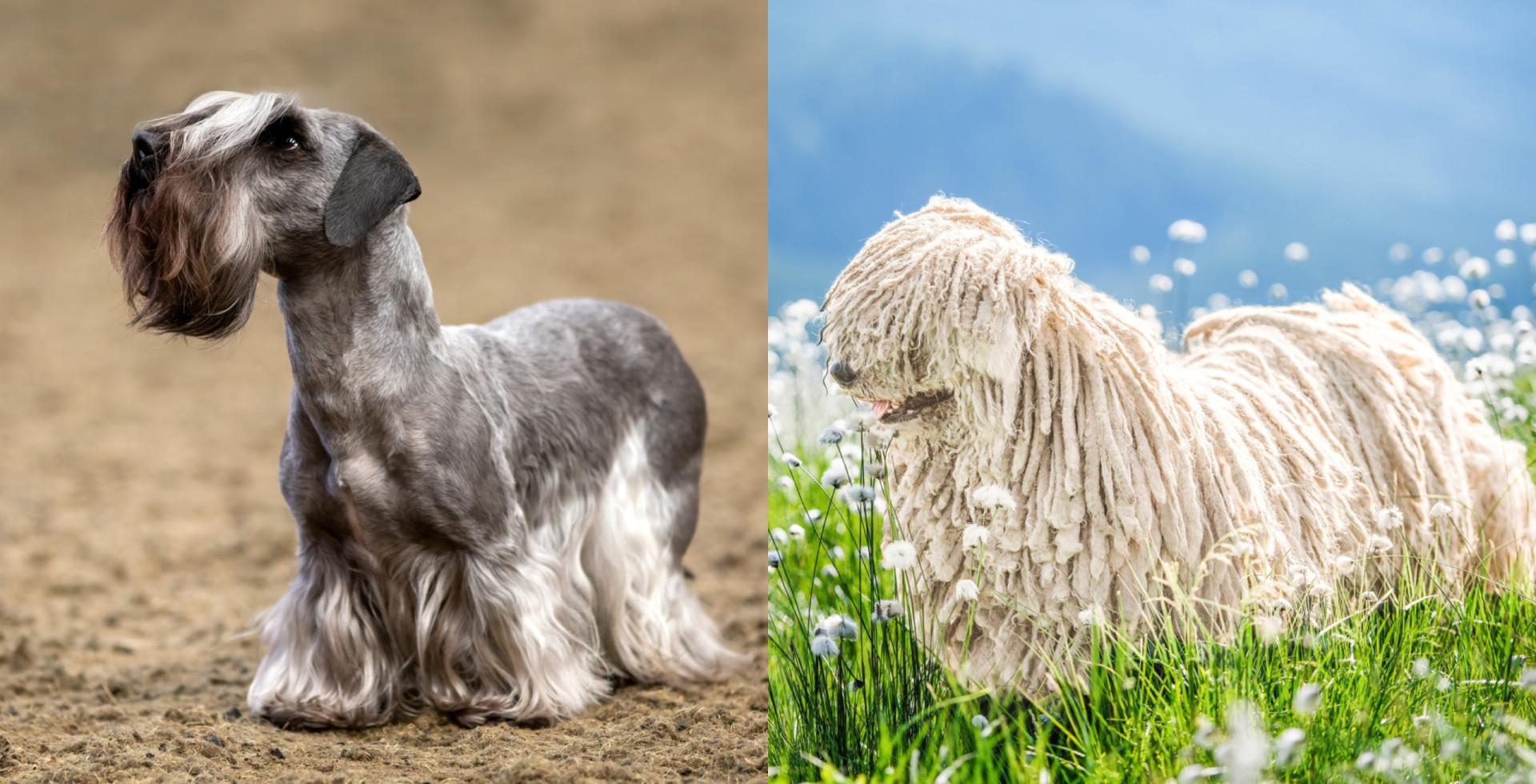 Have you ever heard of these dog breeds?