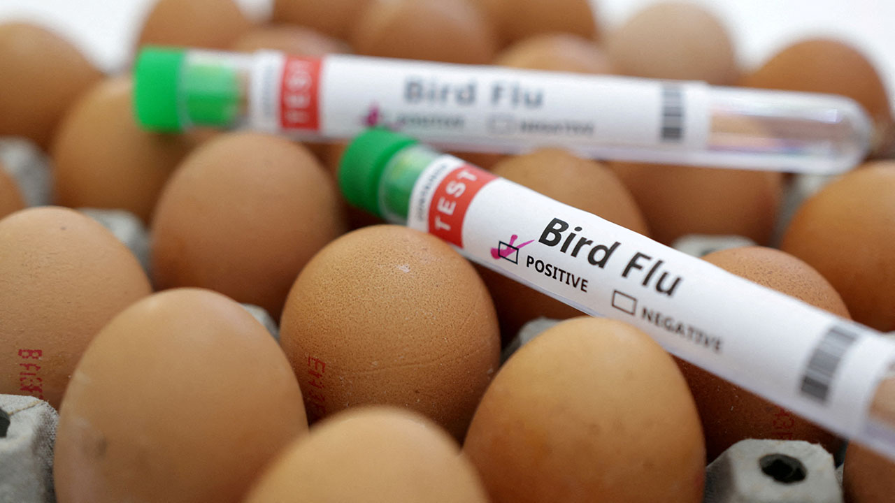 Bird Flu In Texas: Largest US Egg Producer Temporarily Shutters ...