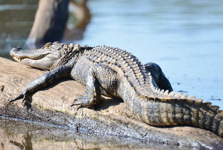 15 Smart Creatures That Refuse to Fall Prey to Coyotes