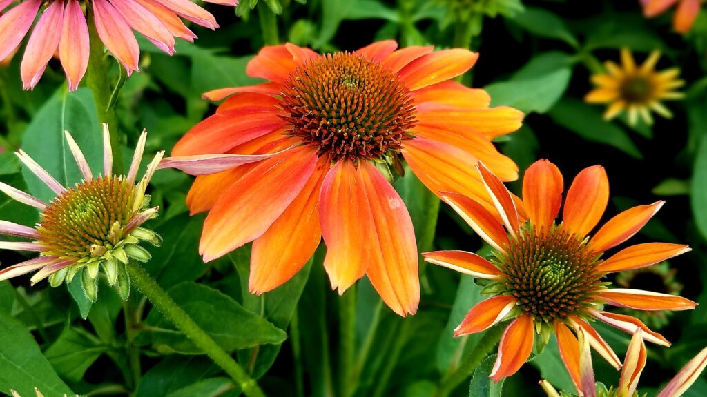 Add Color to Your Landscape by Planting These 21 Vibrant Border Plants