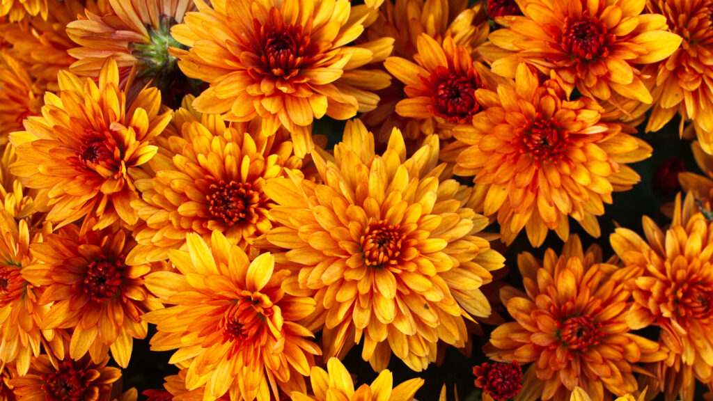14 Eye Catching Orange Flowers That Will Make Your Garden Pop